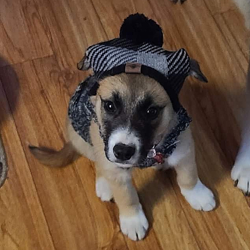 Puppy dress + puppy touqe